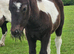Registered shetland colt foal