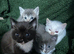 4 Stunning Siamese Mixed Kittens
