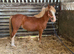 Future driven show Colt... The eye catcher