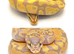 Wanted ball python breeders