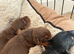 Miniature Dachshund x Jack Russell pups