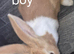 Dutch bunnys