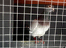 44 racing pigeons