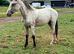 Lovely young filly to make 14hh