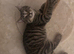 british shorthair x kitten