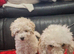 Beautiful Toy Poodle Girl