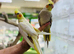 Cocktail parrot