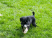Lurcher