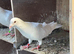 PURE WHITE RACING PIGEON