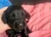 F1b cockapoo puppies