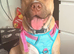 Corso X mastiff 6 months old female