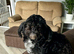 Shihpoo