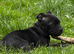 Staffy pups for sale. Excellent pedigree, KC registered