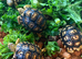 Adorable Leopard Tortoises