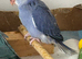 Indian Ringneck Babies — Violet Cleartail & Blue Cleartail
