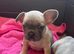 Meet Pink, our precious French Bulldog girl!