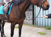 16.1 hh 7year old gelding for part loan