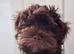 Yorkshire Terrier/Maltipoo mix puppy for sale. Very cute and obedient. Has training and a chip.
