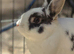Bunny still looking for a home