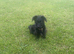 Cockapoo schnauzer mix puppy