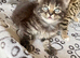 Two lovely female kittens looking for homes- ready 22/09