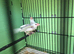pair of pied Java sparrows