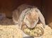 rabbit