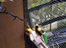 Variegated canary