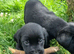 Pedigree Labrador pups - all black - Parents KC Reg