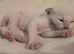 Sweet siamese little boy
