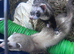 2 female ferrets