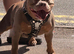 Staffy x pocket bully female