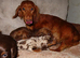 Mini Longhaired Dachshund puppies.