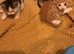 Kittens for sale
