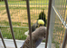 Pair bugies for sale healthy and nice bird