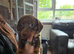 3 miniature dachshund pups