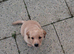 Labrador puppy