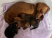 3 female dachshund puppies