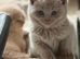 Beautiful BSH lilac kittens