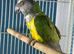 Senegal parrot Glasgow