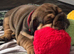 gorgeous English Bulldog puppies