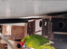 Kakariki
