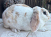 Young Mini Plush Lops - Hypoallergenic fur.