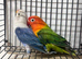Fischers Lovebirds looking for a new home