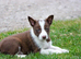 Red and White Pedigree Collie Pups