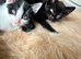 Kittens for sale
