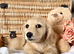 Beautiful Cream Longhaired Puppies