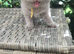 Olny 1 boy left Ready now full british shorthair