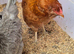 X2 Hybrid Hens