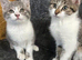 Beautiful kittens, brother and sister (part Maine Coone)